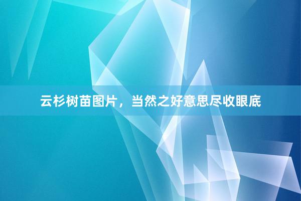 云杉树苗图片，当然之好意思尽收眼底